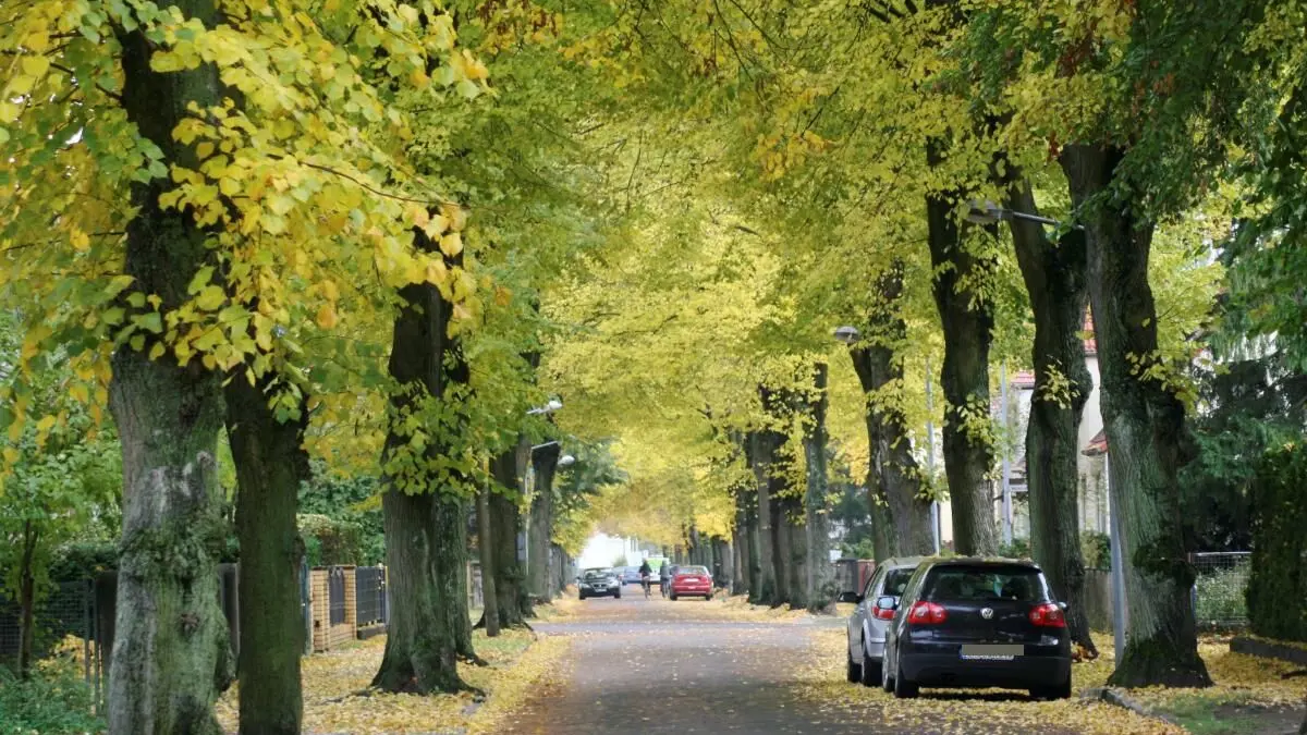 Heideweg Hennigsdorf Linden Lindenallee Oktober 2015