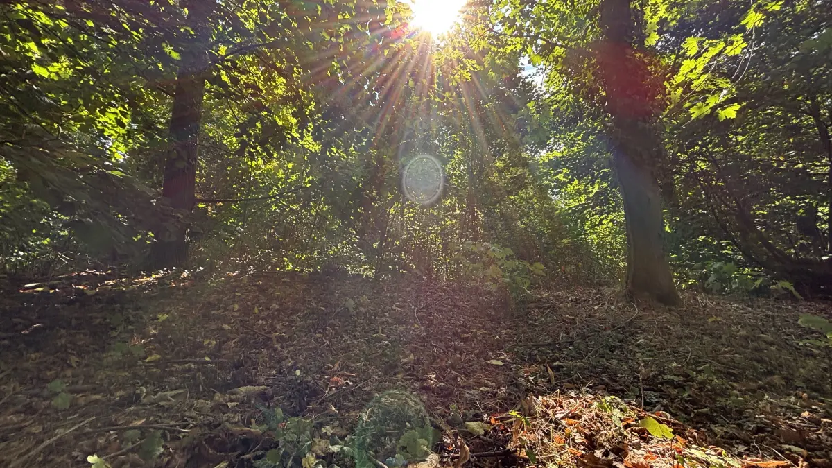 Ein Stück Forst in Wustrau. 24 Waldgrundstücke werden potenziellen Investoren bis 15. September zum Kauf angeboten. Ist die Privatisierung für Wald und Bürger tatsächlich von Vorteil?