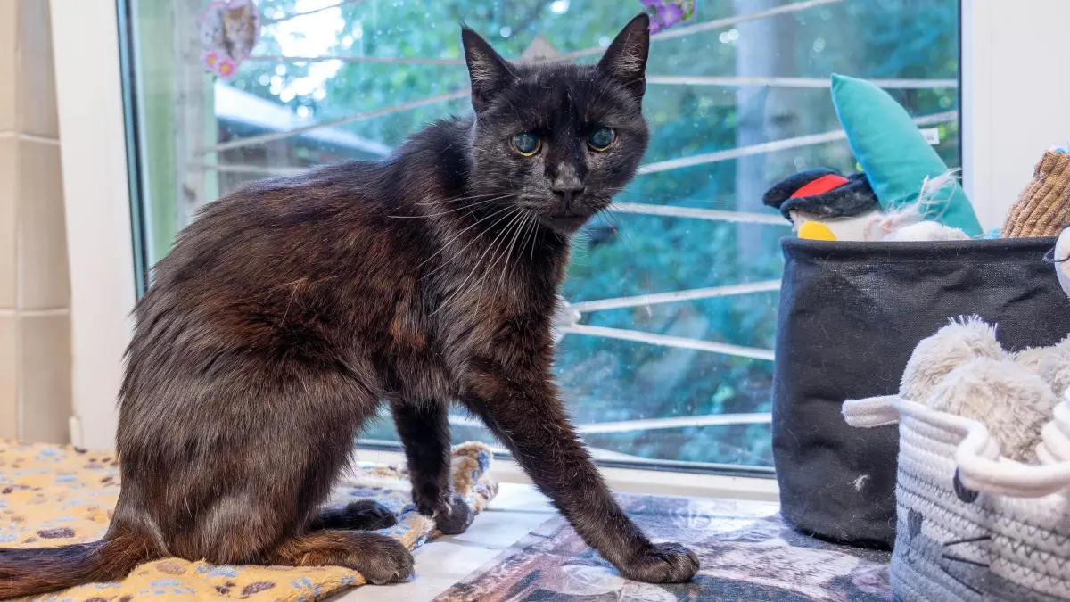 Tierheim Schwedt : Schwedt, 27.08.2026: Katze Alma aus dem Tierheim Schwedt wird auf etwa 15 Jahre oder älter geschätzt. Für die ruhige, zutrauliche Seniorin wird ein entspanntes Zuhause gesucht.