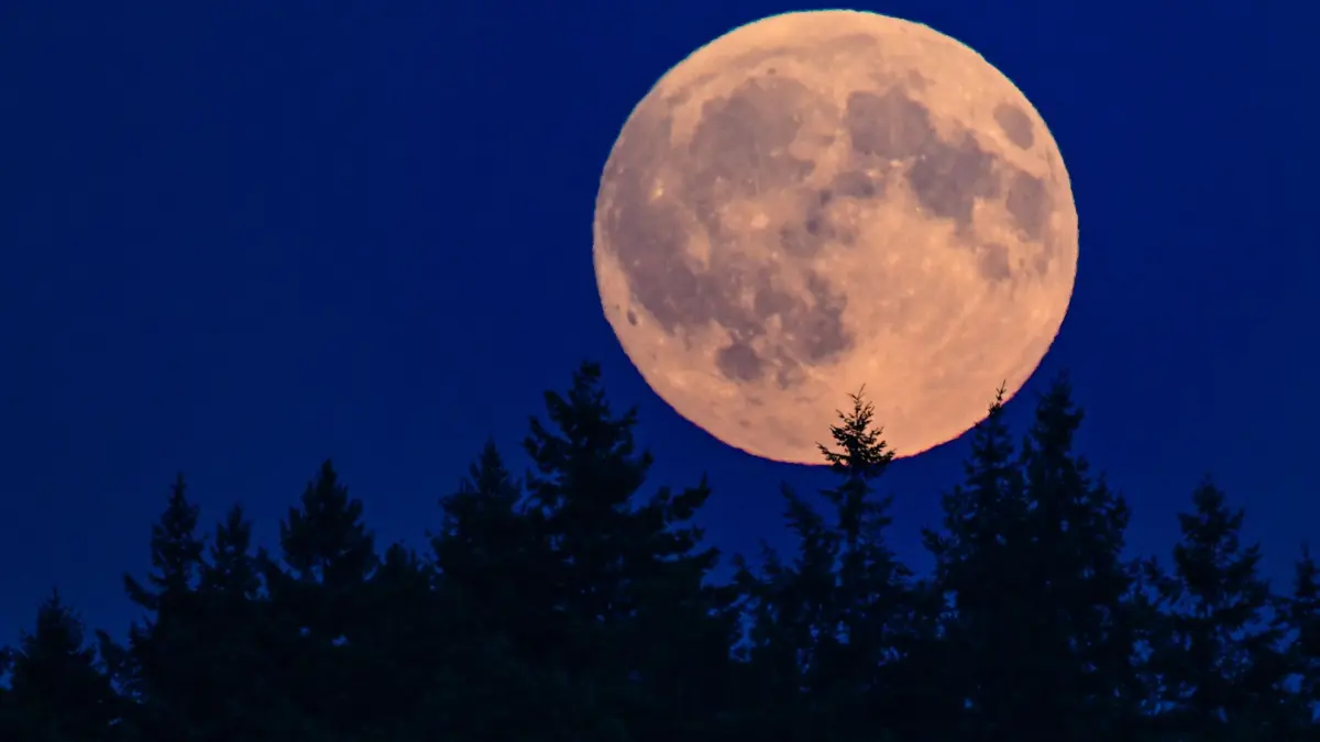 Vorschau auf die partielle Mondfinsternis: 27.08.2026, Brandenburg, Sieversdorf: Der zu 99,8 Prozent sichtbare zunehmende Mond leuchtet am Abend über einem Wald. Kurz nach der spektakulären Sonnenfinsternis vom 12. August können sich Astronomie-Begeisterte in Berlin und Brandenburg schon auf das nächste Himmelsereignis freuen: Am frühen Freitagmorgen kommt es zu einer partiellen Mondfinsternis. Foto: Patrick Pleul/dpa +++ dpa-Bildfunk +++