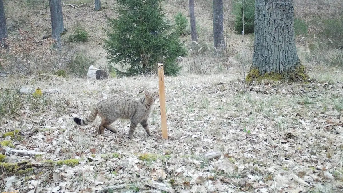 Von der Funkfotofalle eingefangen: Eine Wildkatze schnuppert in einem Wald bei Hirschfelde an einem Lockstock. So ordnet die Hochschule in Eberswalde diesen spektakulären Nachweis ein.