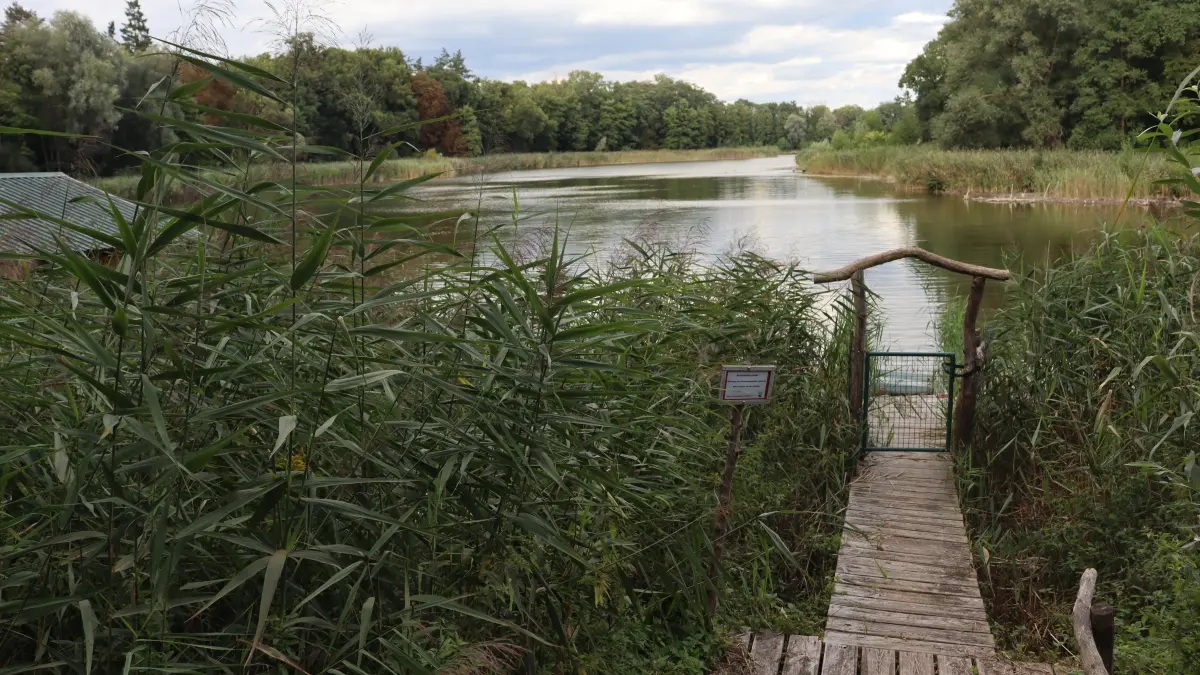 Auch der Lange See in Reichenow hat, vor allem bedingt durch den Klimawandel, unter mehreren Problemen zu leiden. Was mit dem Gewässer nun passieren soll.