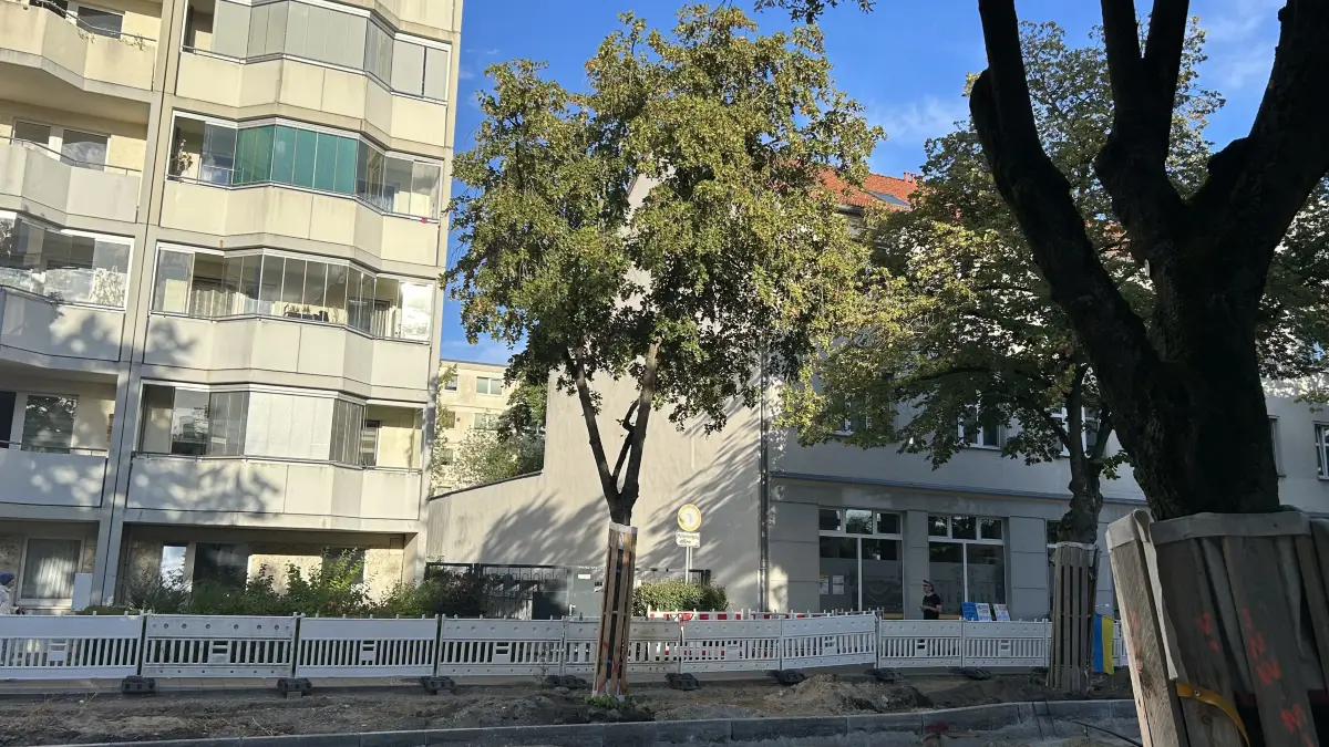 Darum wird dieser Baum in der Friedrichstraße Erkner gefällt.