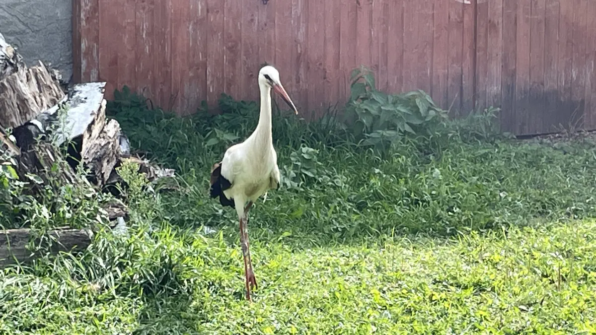 Noch etwas humpelig, aber schon sehr aktiv: Der in Groß Neuendorf Anfang August mehrfach beschossen Storch erholt sich bei der Tierschützerin Ute Weidlich in Buschdorf bei Seelow.