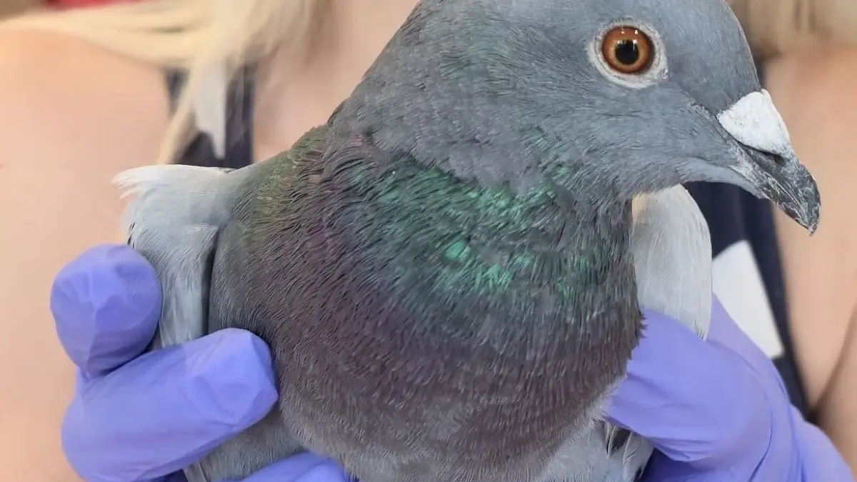 Tierheimleiterin Jana Feister mit einer zugeflogenen Brieftaube: Viele dieser Tiere wollen zurück nach Polen, werden aber am Grenzfluss Oder entkräftet aufgefunden.