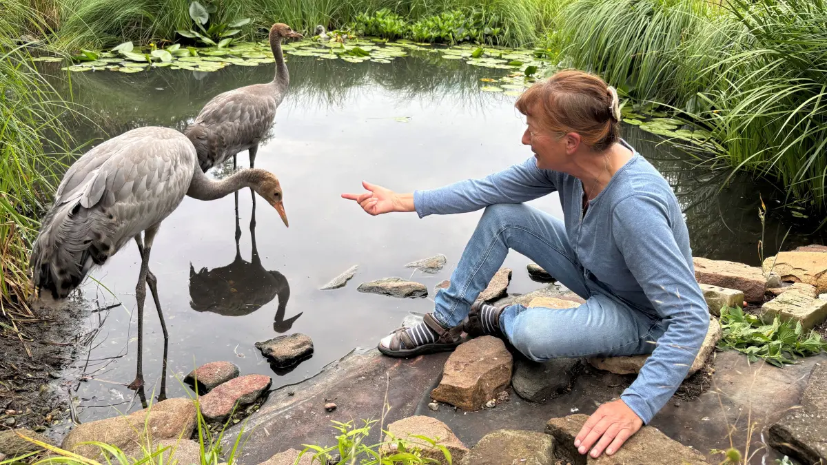 Ein letztes Mal staken die Kranichjungen durch den Teich bei ihrer Ziehmutter Beate Blahy in Steinhöfel, Ortsteil von Angermünde. Die engagierte Kranichschützerin hatte die erst wenige Tage alten Küken aufgenommen und aufgezogen, die aus falscher Tierliebe von ihren Eltern getrennt wurden. Jetzt heißt es auch für Beate Blahy Abschied nehmen.