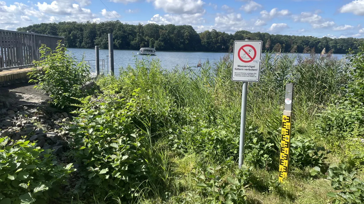 Die Pegellatte am Straussee steht schon lange zwischen Gras und Schilf. Der Wasserstand wird nach Einschätzung von WasserexperteHeiko Sieker noch bis November weiter sinken.