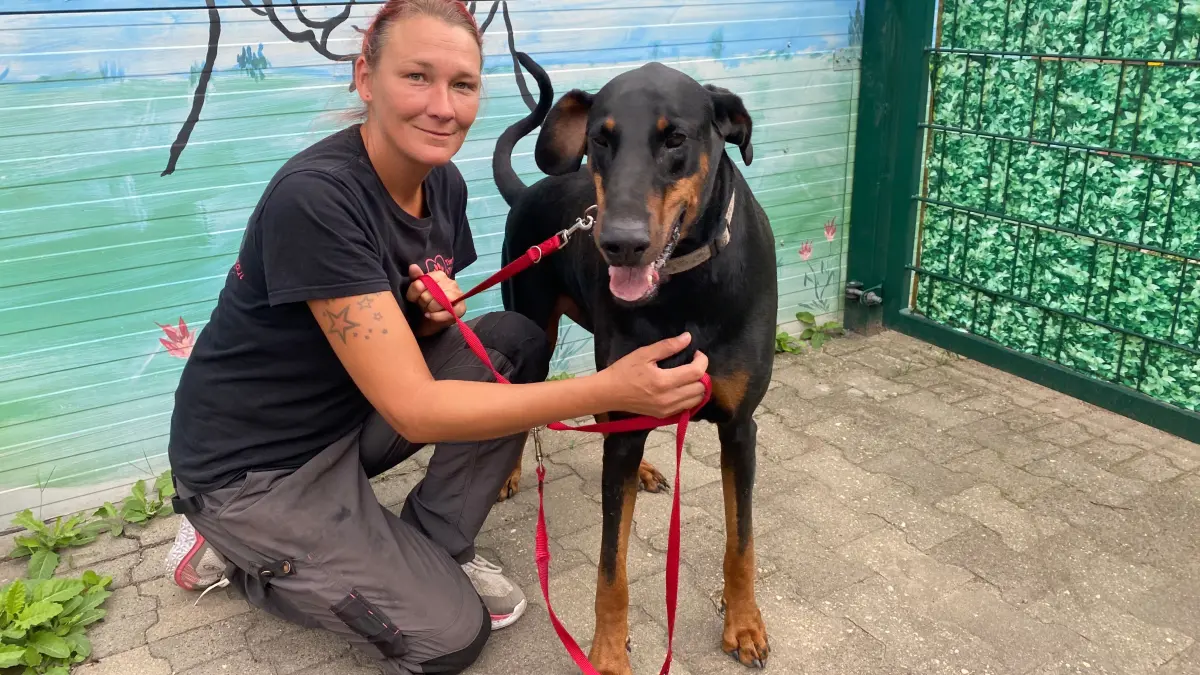 Musste nach einer Trennung in Alinas Tierheim nach Eisenhüttenstadt: der fünfjährige Dobermann Balu. Tierheimmitarbeiterin Kathleen Bonack hält ihn fest.