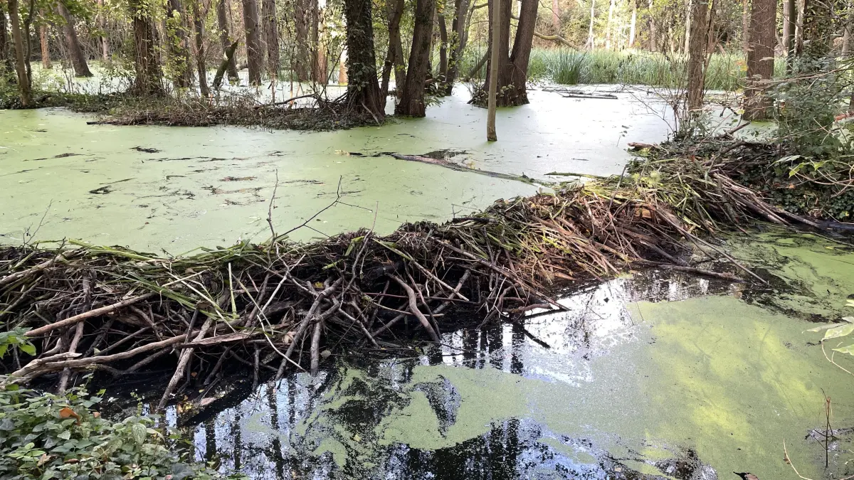 Beeindruckendes Naturschauspiel bei Neuhardenberg: Ein Biberdamm sorgt dafür, dass große Teile des ehemaligen Gutparks von Altfriedland unter Wasser stehen.