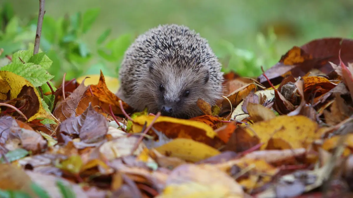 Ein Igel läuft auf Herbstlaub