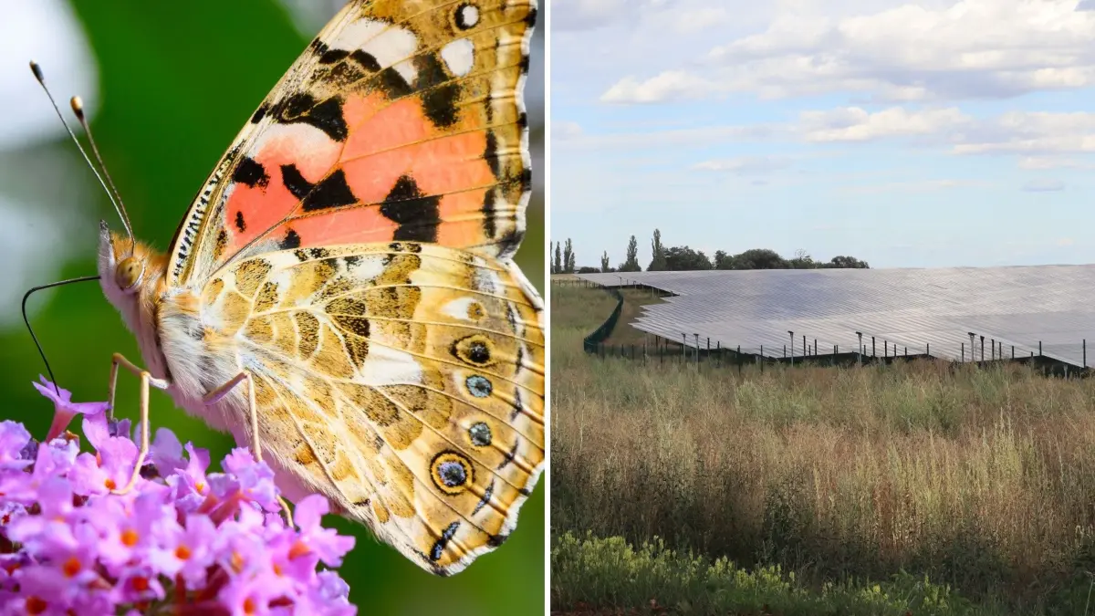 Passen Solarpark-Flächen in das Landschaftsbild des Naturparks Märkische Schweiz? Eine Bürgerinitiative kämpft seit Jahren gegen diese Möglichkeit, die das Land inzwischen nicht mehr ausschließt. Tut es Müncheberg?