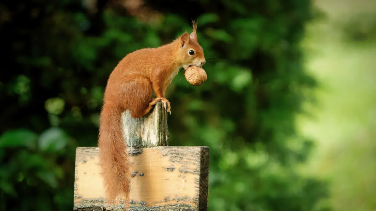 squirrel with walnut sits on an old wooden cross in a cemetery