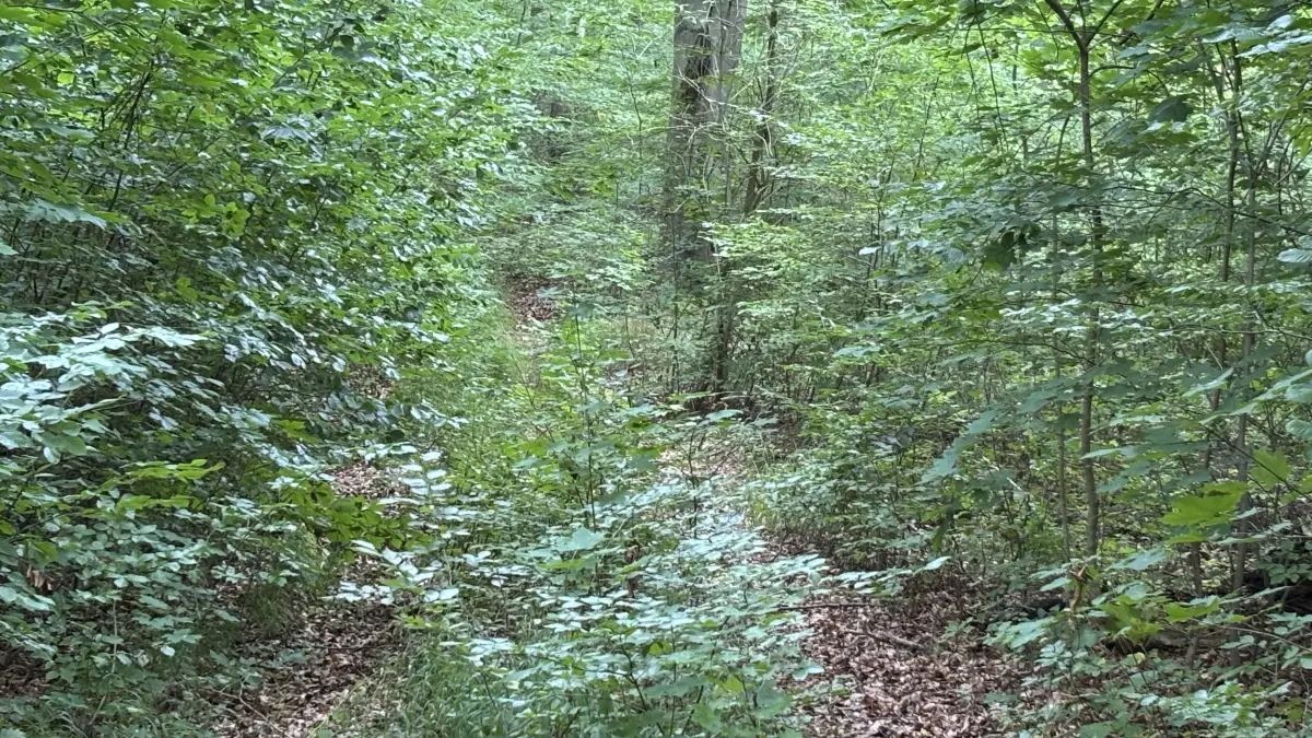Der Wald beim Südend ist grün und hat viel Unterholz. Hier wurde am Donnerstagnachmittag eine junge Frau tot gefunden. Das Foto markiert nicht die genaue Fundstelle.