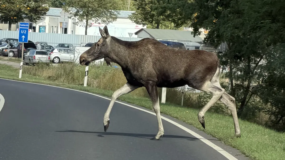 Ein Elch läuft über die Hegelstraße in Fürstenwalde. Im Internet wird angezweifelt, ob dieses Bild echt ist.