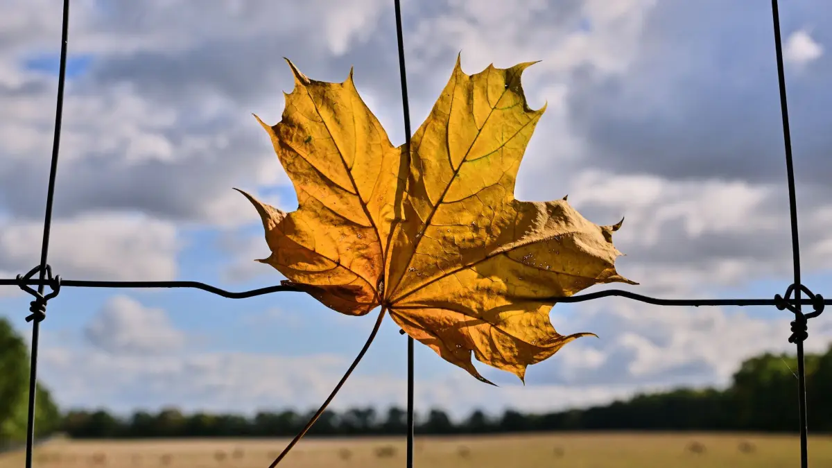 Herbststimmung in Brandenburg: 21.09.2026, Brandenburg, Birkholz: Die Sonne scheint durch ein herbstlich, gelb gefärbtes Blatt eines Ahornbaumes, was im Wind an einem Wildzaun hängt. Foto: Patrick Pleul/dpa +++ dpa-Bildfunk +++