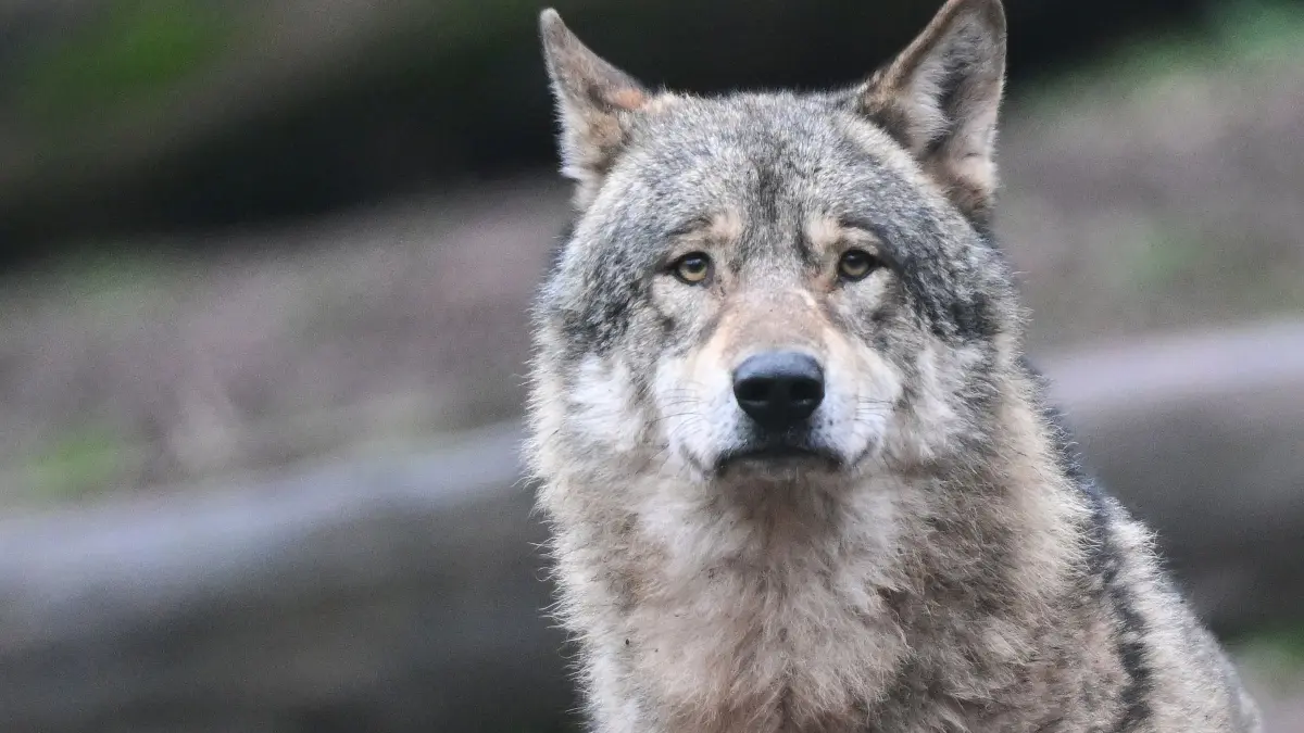 Wolf: Ein Wolf wartet in seinem Gehege auf Futter. (zu dpa: «Fünfmal so viele Tiere von Wölfen gerissen wie 2015»)
