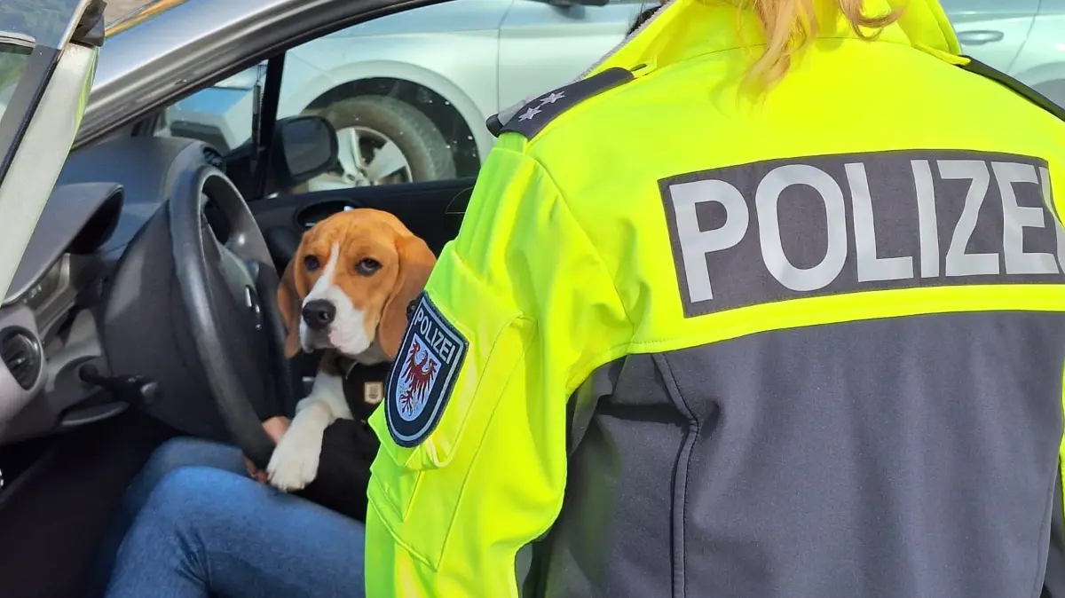 Die Polizei Oranienburg kontrollierte den Verkehr im Bereich rund um das Schloss Oranienburg. Im Fokus waren Autofahrer, die sich nicht an die Regeln halten wollten. Doch auch Beagle Nala war Grund für eine Kontrolle.
