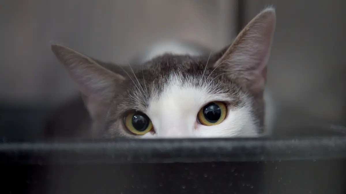 dpatopbilder Eine Katze blickt am 26.12.2014 im Tierheim in Berlin in die Kamera. Das Tier war am Heiligen Abend herrenlos gefunden worden. Foto: Tim Brakemeier/dpa ++ +++ dpa-Bildfunk +++