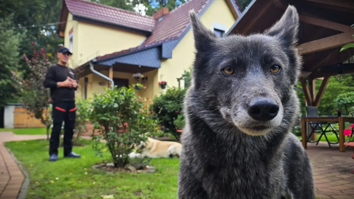 Bonnie und Lenny, die amerikanischen Wolfshunde von Elmar Wolter am Forsthaus in Königs Wusterhausen, sind genetisch nah am echten Wolf.