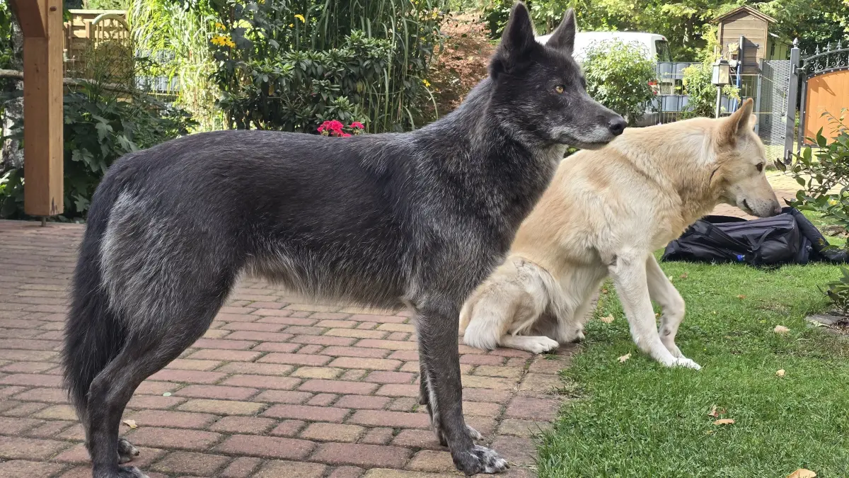 Bonnie und Lenny, die amerikanischen Wolfshunde von Elmar Wolter am Forsthaus in Königs Wusterhausen, sind genetisch nah am echten Wolf.