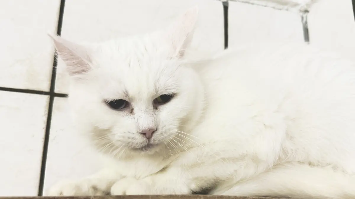 Fremden Menschen kann Katze Sabi gar nichts abgewinnen und lässt sich auch nicht aus ihrem Rückzugsort im Tierheim hervorlocken.