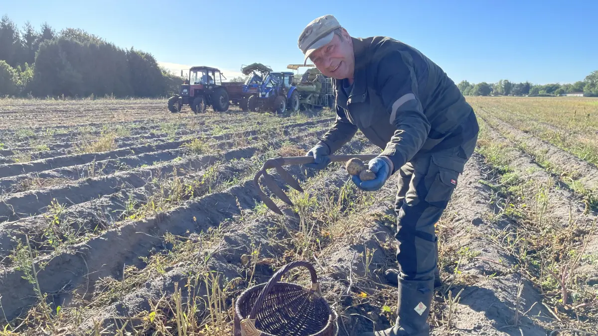 Landwirt Fritz-Walter Peter vom veranstaltenden Landwirtschaftsbetrieb Peter & Gutke GbR prüft die Erntemöglichkeiten für das große Kartoffelbuddeln 2026 in Philadelphia bei Storkow. Die Kartoffeln sind gut gewachsen und gutes Wetter hat er bestellt – die Leute können kommen.