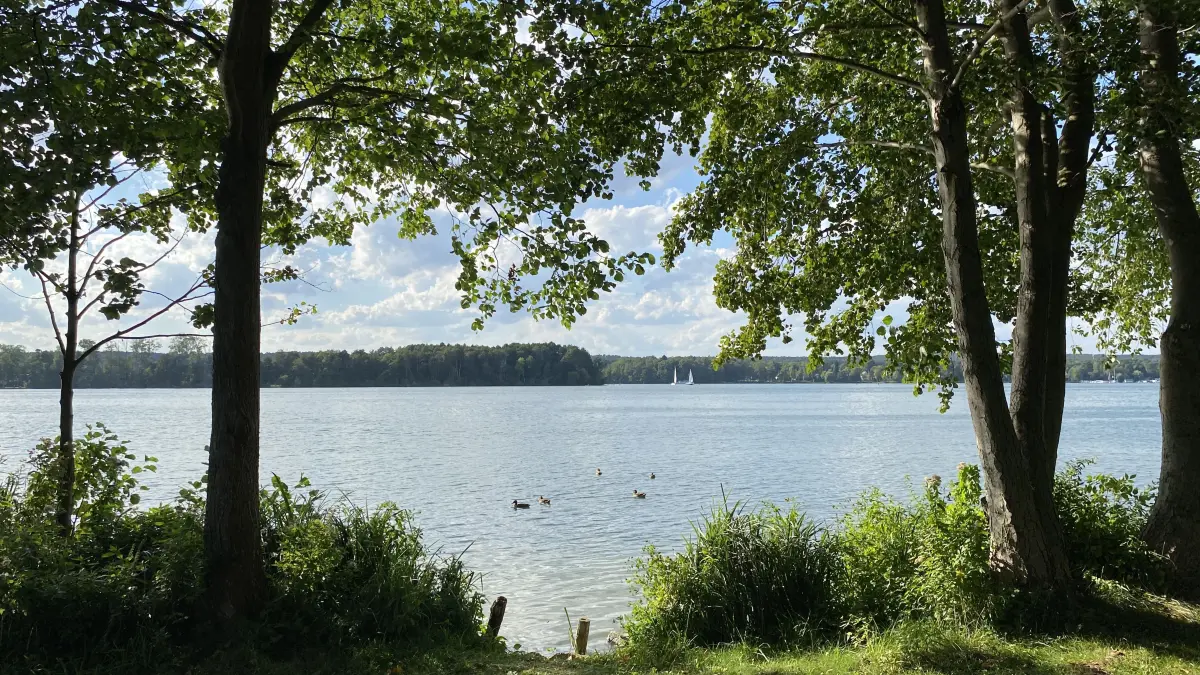 Blick auf den Scharmützelsee, hier am Cecilienpark Bad Saarow. An einigen Stellen ist das Wasser grün. Woran liegt das?