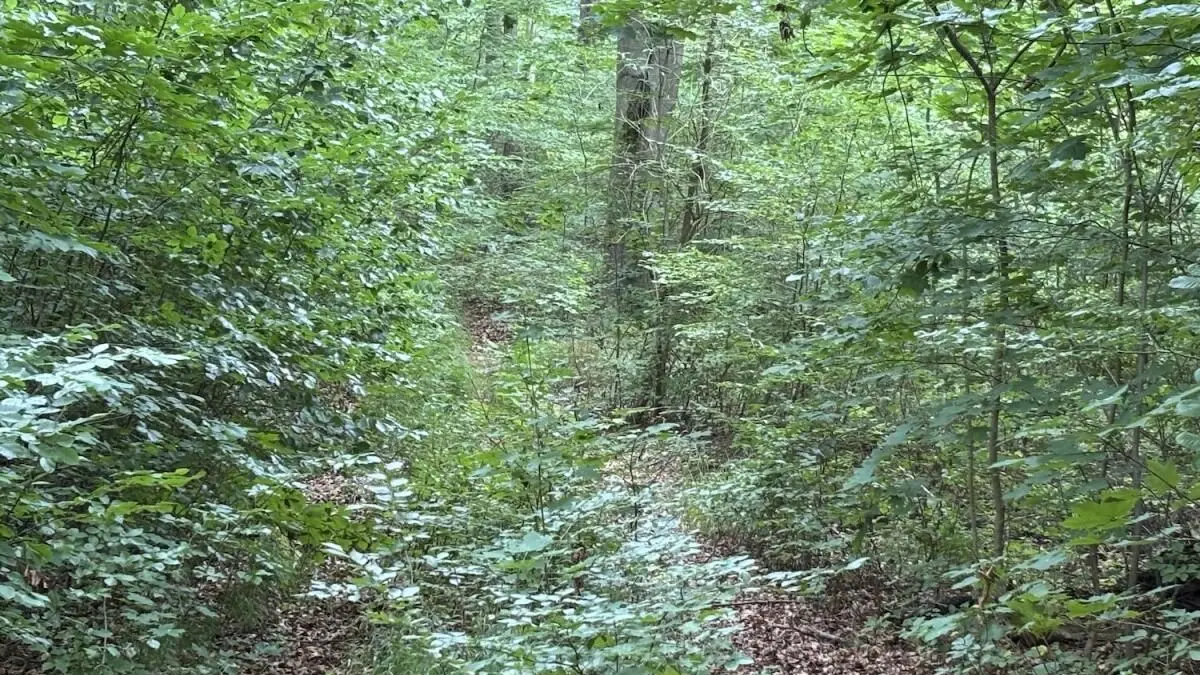 Wald in Südend: An der Bernauer Heerstraße in Eberswalde hatten Pilzsucher am 17. September eine tote Frau entdeckt. Der grausige Fund beschäftigt die Kriminalisten weiter. Das Foto zeigt nicht die exakte Fundstelle.
