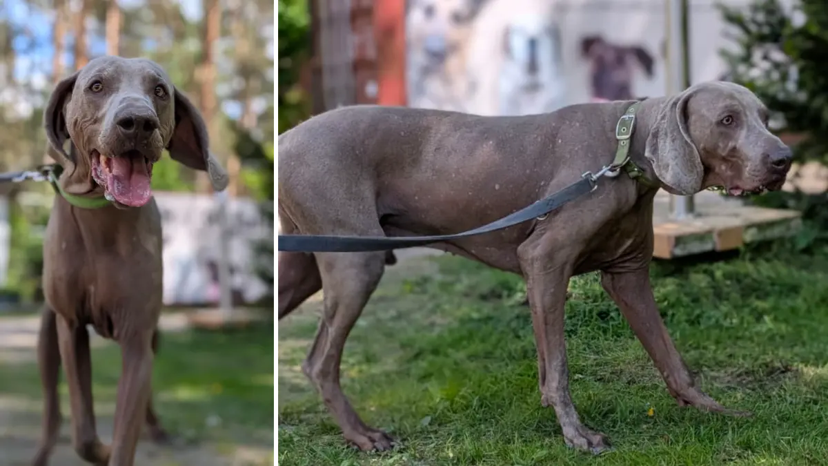 Den grau-silbernen Weimaraner Hades verschlug das Schicksal ins Tierheim Märkisch Buchholz. Denise Möbius, die stellvertretende Tierheimleiterin, erzählt, wie es dazu kam.