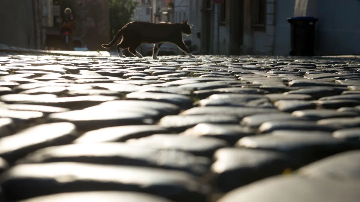 Für viele Menschen sind sie unsichtbar: Straßenkatzen. Doch fast alle sind krank. Um ihr Leid zu lindern, wird im Barnim um eine Katzenschutzverordnung gerungen.