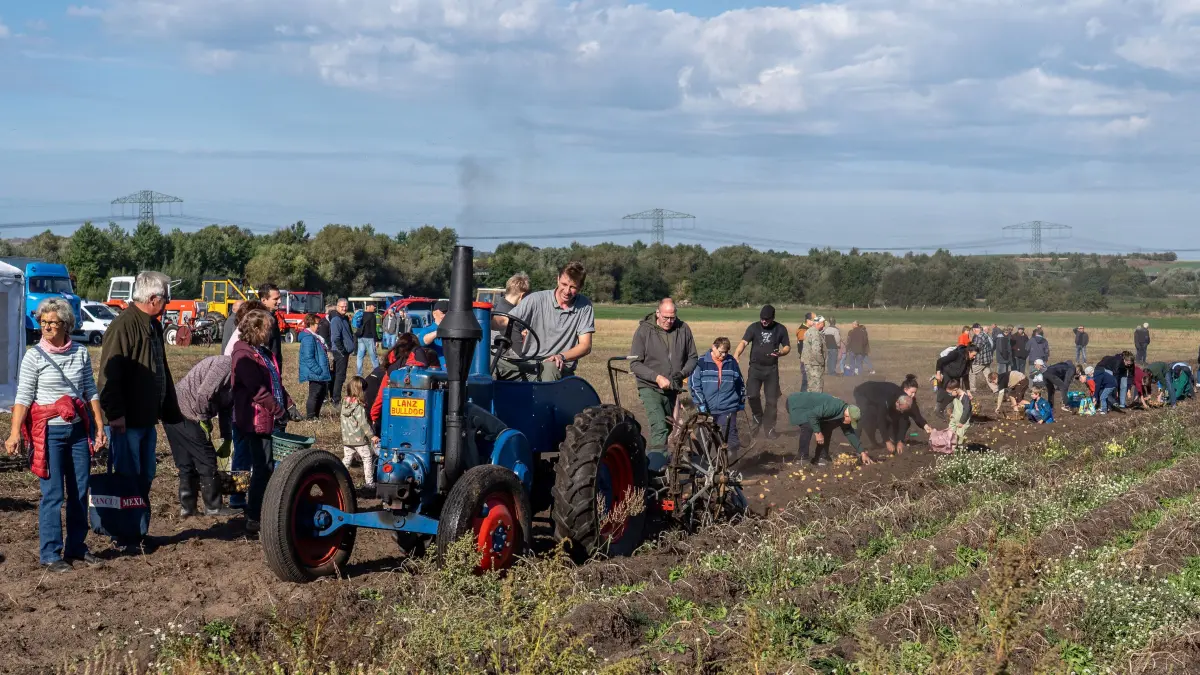 Kartoffeltag: Passow, 26.09.2026: Der erste Kartoffeltag in Passow bietet Technik zum Staunen und Einblicke in die Landwirtschaft vergangener Zeiten. Auf dem Feld wird die Kartoffelernte mit alter Technik anschaulich vorgeführt.