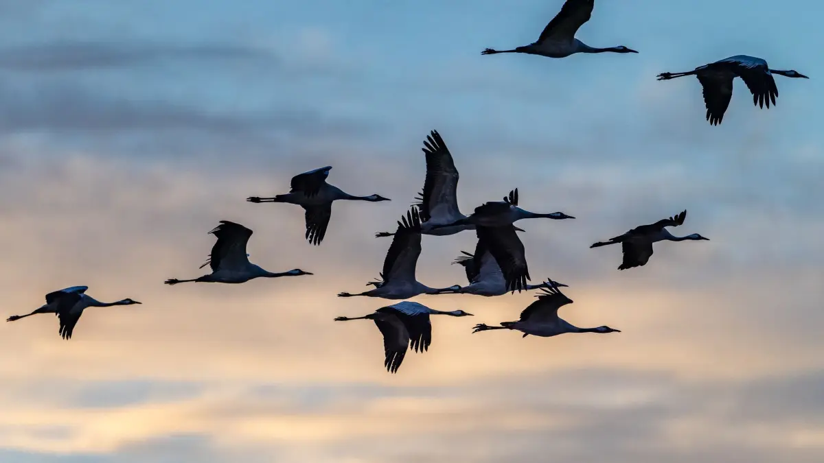 Kranichzug über Deutschland: Kraniche fliegen über den Naturpark Niederlausitzer Landrücken aus Richtung der aufgehenden Sonne nahe dem Heinz Sielmann Natur-Erlebniszentrum Wanninchen. Die Zugvögel sammeln sich derzeit auf den bereits abgeernteten Felder in Brandenburg für ihren Weiterflug in Richtung Süden zu den Überwinterungsgebieten. Von Jahr zu Jahr bleiben jedoch immer mehr dieser majestätischen Vögel hier und überwintern in Deutschland. (zu dpa: «Nach Vogelgrippe: Tausende Kraniche füllen Rastplätze»)