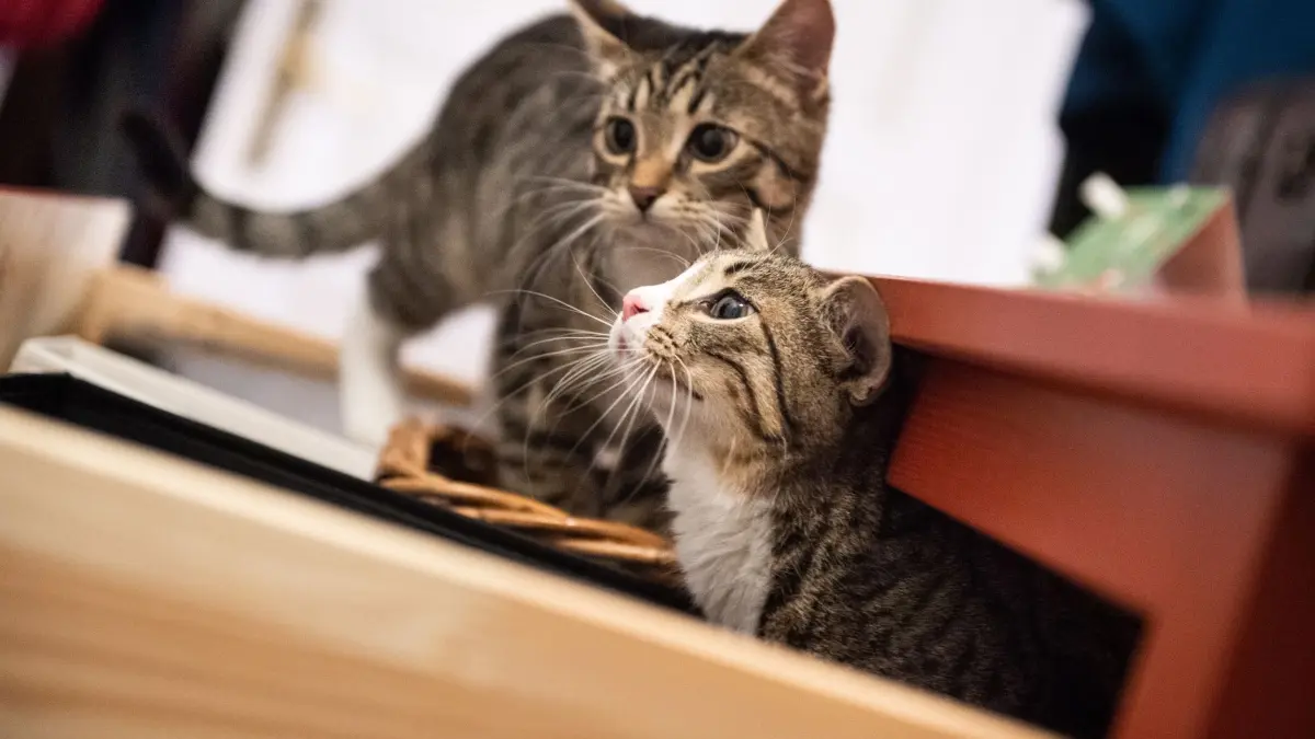 Zwei Katzengeschwister erkunden eine Wohnung: ARCHIV - Katzengeschwister haben rund um die Uhr einen Artgenossen zum Spielen, Kuscheln und Putzen. Foto: Franziska Gabbert/dpa-mag - Honorarfrei nur für Bezieher des Dienstes dpa-Magazin +++ dpa-Magazin +++