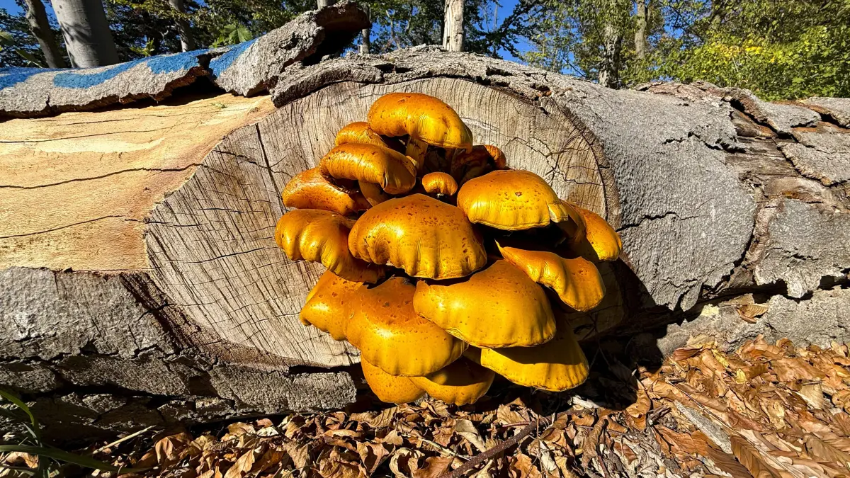 Schmuckfoto - Der Baum ist tot, doch der Pilz lebt weiter - Großartige Symbiose der Natur, gesehen am Albtrauf bei Türkheim