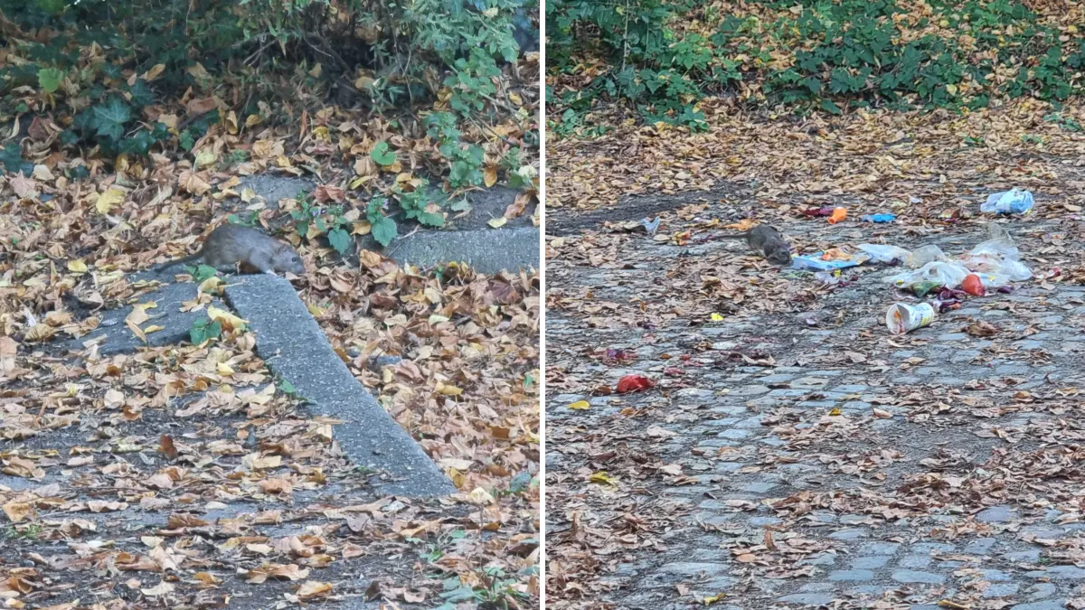 In der Fineknheerder Straße in Frankfurt (Oder), zwischen Bahngleisen und Dresdener Platz, freuen sich Ratten über hinterlassenen Müll.