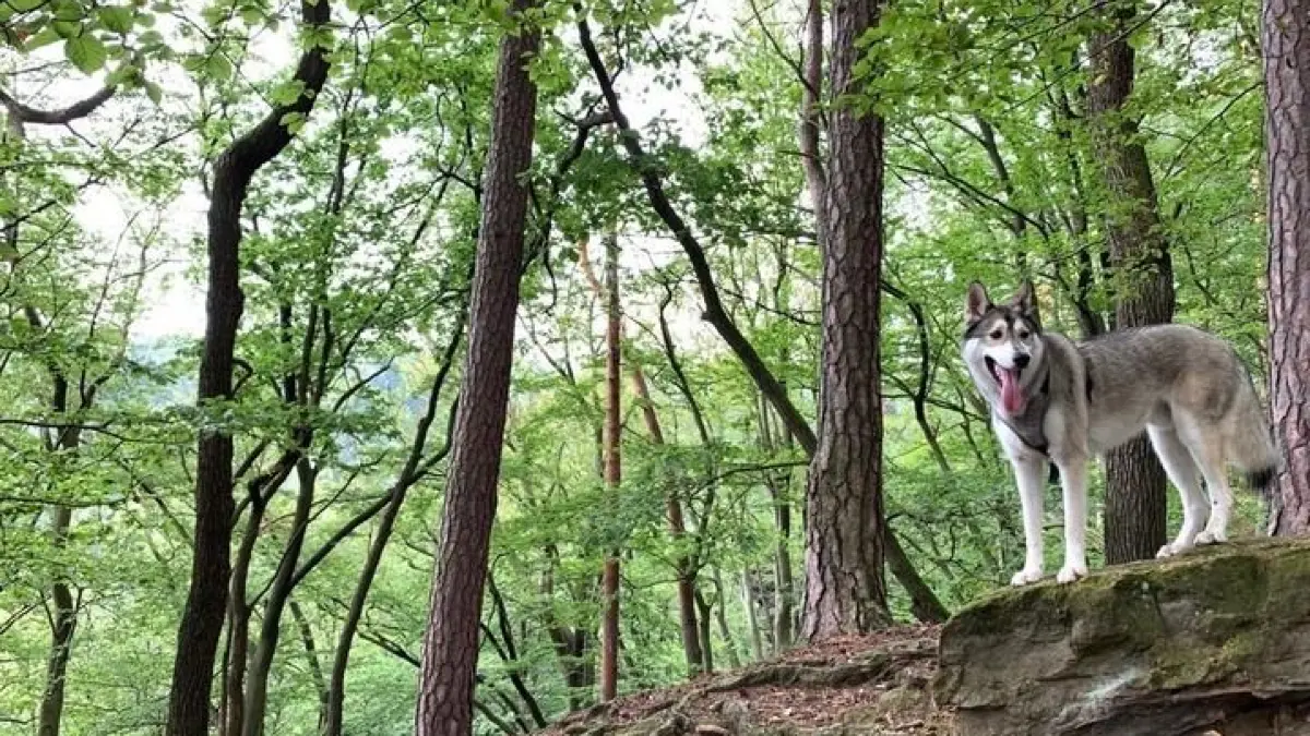 Zum Waldbaden mit dem Hund wird am Sonnabend nach Lobetal eingeladne.