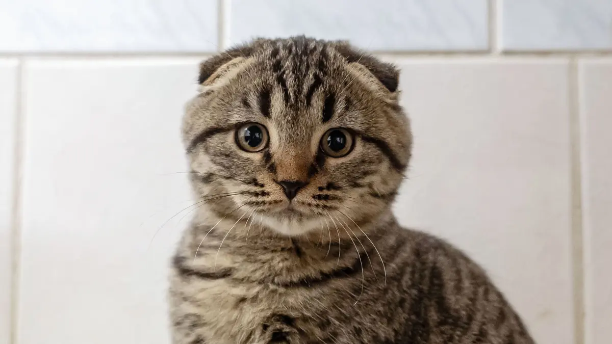 Tierheim Schwedt: Katzenfamilie mit besonderem Schicksal: Kitten Nia mit ihren Knickohren ist ein typisches Opfer der Qualzucht. Die Tierschützer im Tierheim Schwedt suchen für eine ganze Katzenfamilie ein neues Zuhause.