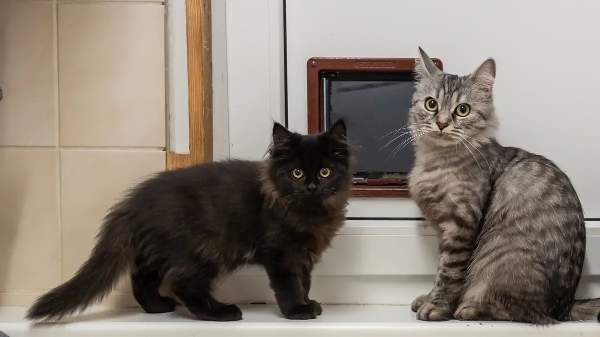 Tierheim Schwedt: Katzenfamilie mit besonderem Schicksal: Amira (rechts) und ihre Kitten hoffen im Tierheim Schwedt auf ein liebevolles Zuhause. Artemis ist ein Langhaarkatze.