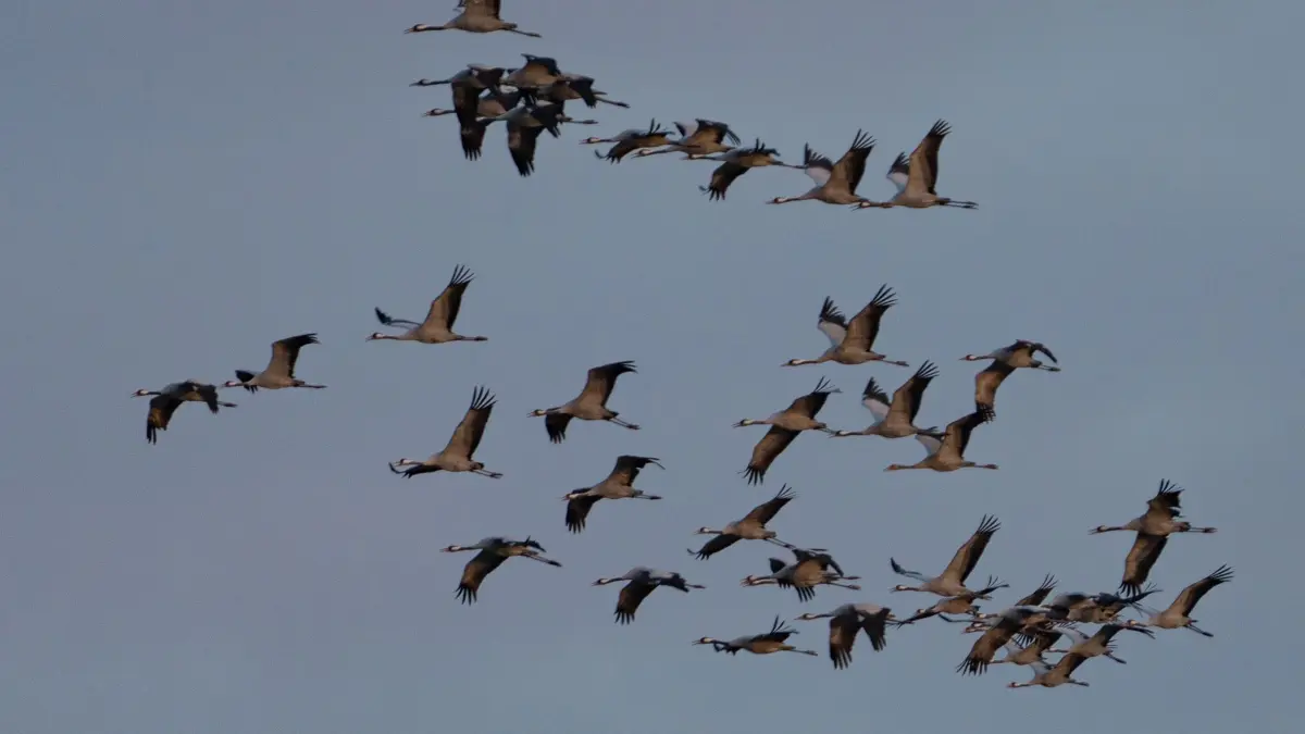 Kraniche in Brandenburg: Kraniche fliegen in Linum zu ihren Schlafplätzen. (zu dpa: «Trockenheit bereitet Kranichregion Linum Sorgen»)