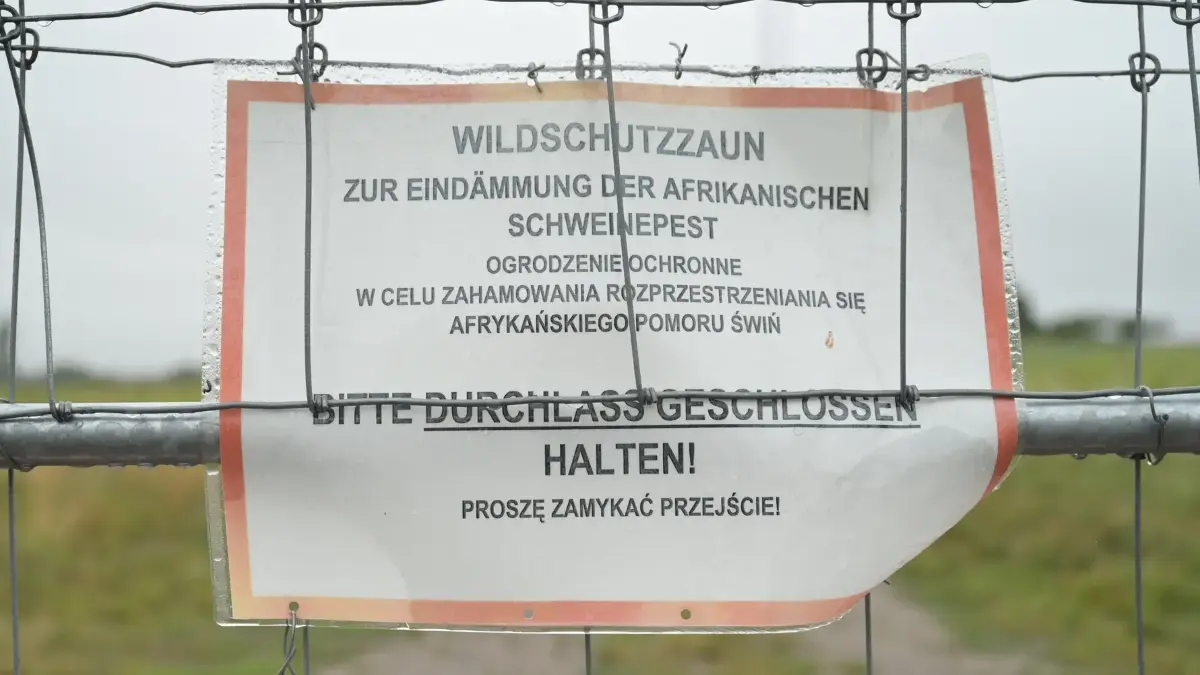 Schutzzaun im Barnim: Das nachweislich an der Afrikanischen Schweinepest verendete Wildschwein ist im Hochrisiko-Korridor an der Oder aufgefunden worden.