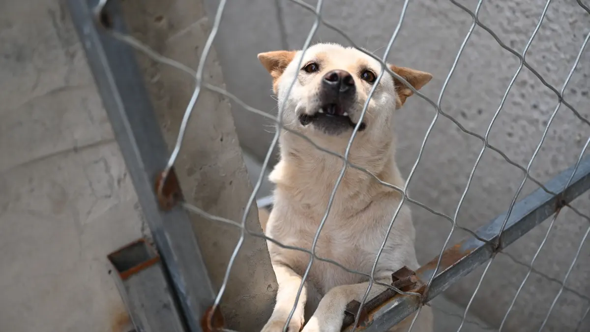 Blick in ein Tierheim (Symbolfoto). Im Landkreis Barnim ist in den meisten Fällen das Tierheim Ladeburg Ansprechpartner in Bezug auf Fundtiere. An dessen Arbeit gibt es jedoch Kritik.