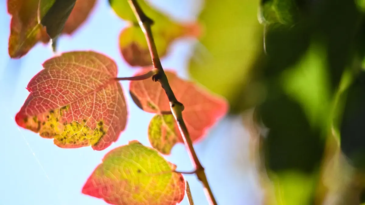 Herbst in Berlin: 05.10.2026, Berlin: Bunt verfärbte Blätter werden von der Sonne angestrahlt. Foto: Britta Pedersen/dpa +++ dpa-Bildfunk +++