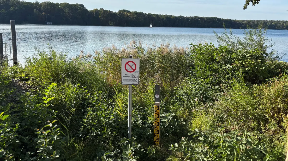Auf dem Trockenen befindet sich der Messpegel am Straussee in Strausberg schon seit Längerem. In keiner anderen Stadt des Wasserverbandgebiets wird der Wassermangel so deutlich wie hier. Welcher Aufgabe will sich die neue Bürgermeisterin oder der neue Bürgermeister zuerst widmen?