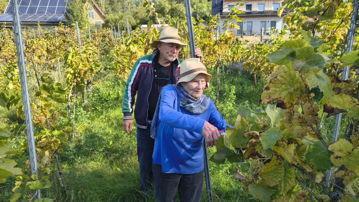 Irmgard Zablowski und ihr Sohn Peter bei der Weinernte in Niederfinow. Das Weingut unweit des Finowkanals ist gleich in mehrfacher Hinsicht ungewöhnlich.