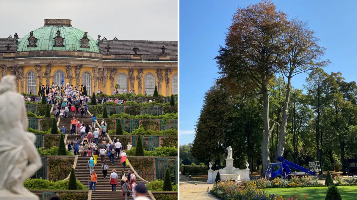 Bald weniger grün: Die letzte große Buche im Park Sanssouci in Potsdam fällt.