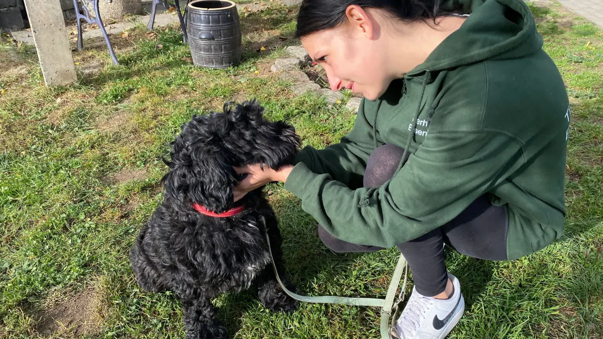 Sucht ein neues Zuhause: der zweijährige Tibet-Terrier-Pudel-Mischling Jack. Gerade beschäftigt sich Tierheimmitarbeiterin Sandra Hartwig mit ihm.