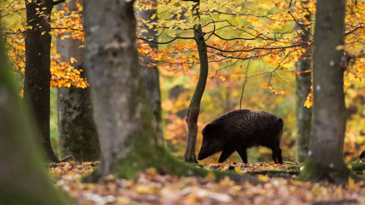 Wildschwein im Herbstwald: Ein an der Afrikanischen Schweinepest, kurz ASP, erkranktes Tier war im Hochrisiko-Korridor östlich des Oderdeiches bei Lunow tot aufgefunden worden. Deswegen gibt es Einscränkungen, die bis Eberswalde reichen. Welche sind das? (Symbolbild)