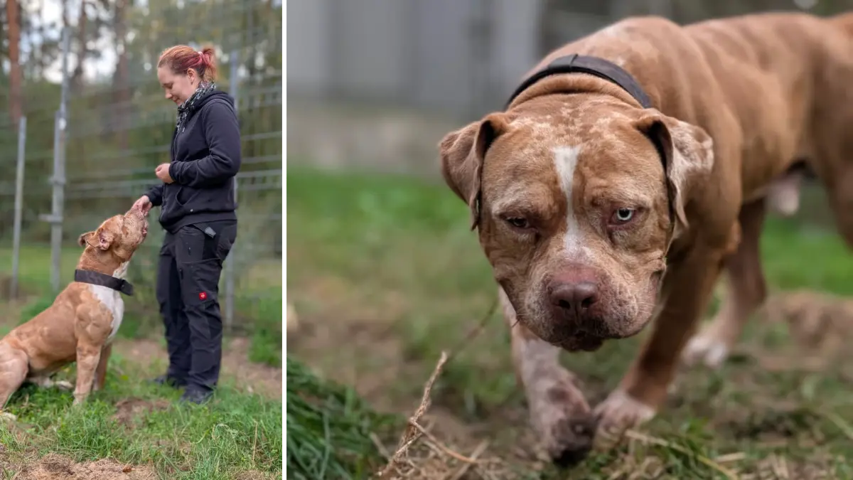 Tierpflegerin Nancy Seifert führt American Bully Anton auf einen kleinen Spaziergang. Dabei ist zuweilen Standfestigkeit gefragt, denn um seinen Willen durchzusetzen, überschätzt Anton auch gerne mal seine eigene Kraft.