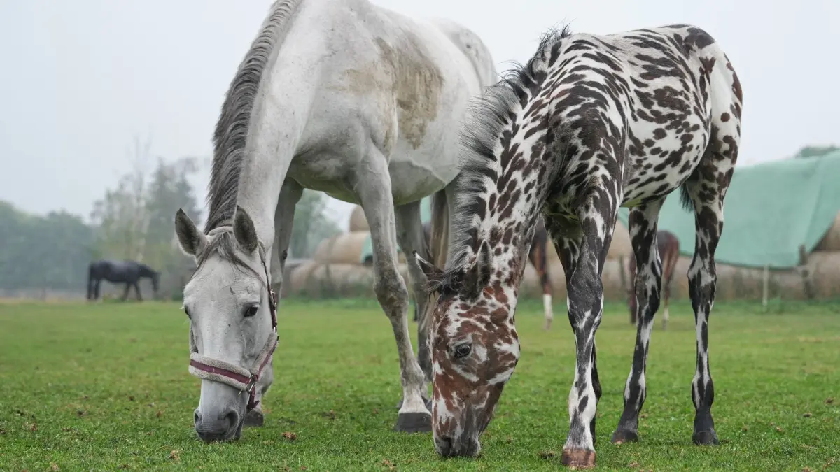 Ein zebrahaft geschecktes Fohlen: Das Fohlen J-Nimon K steht mit anderen Pferden auf einer Weide. Das zebrahaft gescheckte Fohlen wurde bei einer Pferdeauktion in Wien für 75.000 Euro nach Dubai verkauft. (zu dpa: «Bilder des Tages»)