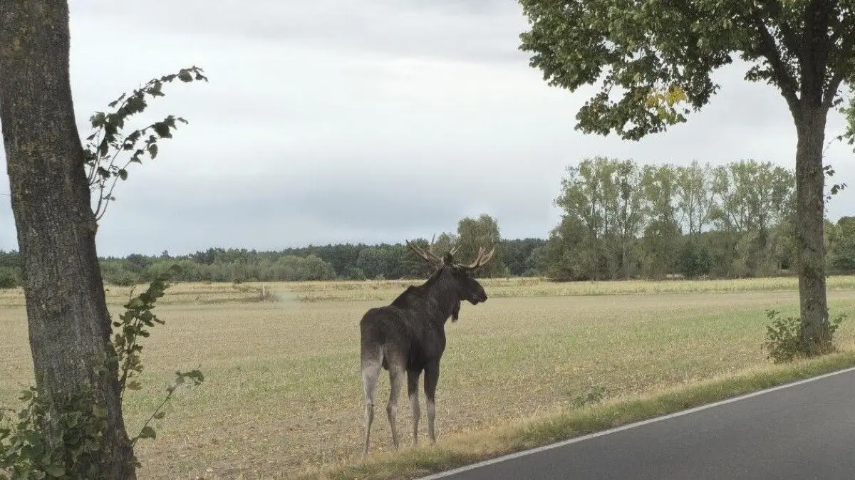 Ein Elch wie dieser ist auf der B168 zwischen Fürstenwalde-Trebus und Beerfelde gefilmt worden. Derartige Wildwechsel sind aus Expertensicht nicht ungewöhnlich.